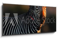 Obraz s hodinami   Cape Mountain Zebra portrait, 120 x 50 cm