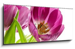 Obraz s hodinami 1D panorama - 120 x 50 cm F_AB5902197 - lilac tulips isolated on white