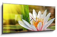 Obraz s hodinami   water lily, 120 x 50 cm