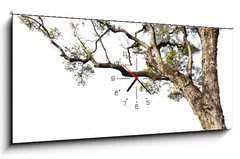 Obraz s hodinami 1D panorama - 120 x 50 cm F_AB60475741 - Big tree on a white background
