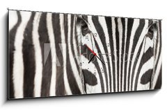 Obraz s hodinami   Close up of zebra head and body with beautiful striped pattern, 120 x 50 cm