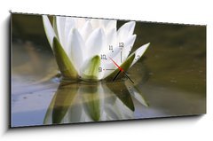 Obraz s hodinami 1D panorama - 120 x 50 cm F_AB653618 - white delicate water lily - bílá jemná leknína