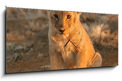 Obraz s hodinami 1D panorama - 120 x 50 cm F_AB682146 - lion cub