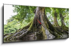 Obraz s hodinami 1D panorama - 120 x 50 cm F_AB68377557 - big old tree and a river - velký starý strom a řeka