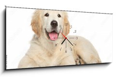 Obraz s hodinami 1D panorama - 120 x 50 cm F_AB69054182 - Golden Retriever puppy on white background