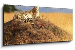 Obraz s hodinami   Cheetah on the Masai Mara in Africa, 120 x 50 cm