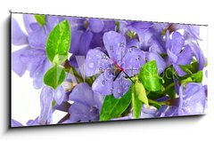 Obraz s hodinami 1D panorama - 120 x 50 cm F_AB7068319 - Small violet of flower on white background