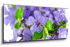 Obraz s hodinami 1D panorama - 120 x 50 cm F_AB7068319 - Small violet of flower on white background - Malá fialová květina na bílém pozadí