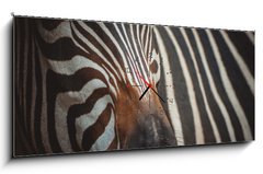 Obraz s hodinami   Zebra portrait in Prague Zoo, 120 x 50 cm
