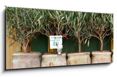 Obraz s hodinami   Olive trees bonsai, 120 x 50 cm