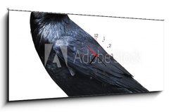 Obraz s hodinami 1D panorama - 120 x 50 cm F_AB73535109 - Black raven. Bird isolated on white.
