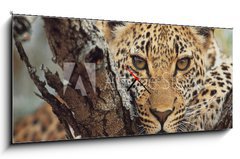 Obraz s hodinami 1D panorama - 120 x 50 cm F_AB743250 - big cat