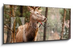 Obraz s hodinami 1D panorama - 120 x 50 cm F_AB74349830 - Red deer stag in autumn fall forest