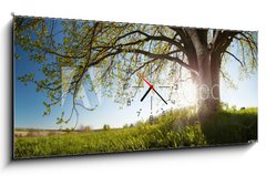 Obraz s hodinami 1D - 120 x 50 cm F_AB75811470 - Oak tree