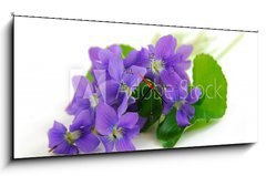 Obraz s hodinami 1D panorama - 120 x 50 cm F_AB764797 - violets on white background