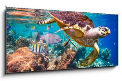 Obraz s hodinami   Hawksbill Turtle  Eretmochelys imbricata, 120 x 50 cm