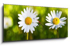 Obraz s hodinami 1D - 120 x 50 cm F_AB80255596 - White daisy flowers .