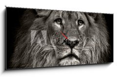 Obraz s hodinami   arrogant lion, 120 x 50 cm