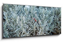 Obraz s hodinami 1D panorama - 120 x 50 cm F_AB84844244 - Lavender in a flower shop.