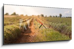 Obraz s hodinami 1D - 120 x 50 cm F_AB86512213 - Harvested lavender field - Sbírá levandule pole