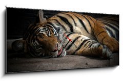 Obraz s hodinami 1D panorama - 120 x 50 cm F_AB86701191 - bengal tiger sleeping - bengálský tygr spí