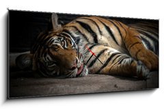 Obraz s hodinami   bengal tiger sleeping, 120 x 50 cm