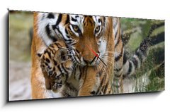 Obraz s hodinami   Siberian tiger with a baby between her teeth, 120 x 50 cm