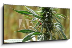 Obraz s hodinami 1D panorama - 120 x 50 cm F_AB9135010 - cannabis - konopí