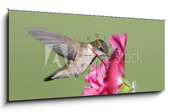 Obraz s hodinami   Juvenile Ruby throated Hummingbird (archilochus colubris), 120 x 50 cm