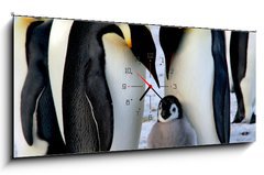 Obraz s hodinami 1D panorama - 120 x 50 cm F_AB9651364 - Emperor penguins with chick