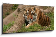 Obraz s hodinami   Tiger, 120 x 50 cm