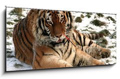 Obraz s hodinami 1D panorama - 120 x 50 cm F_AB9779965 - Tiger