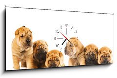 Obraz s hodinami 1D panorama - 120 x 50 cm F_AB9958473 - Group of beautiful sharpei puppies isolated on white background - Skupina krásných štěňátek sharpei izolovaných na bílém pozadí