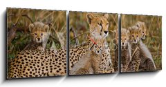 Obraz s hodinami   Mother cheetah and her cubs in the savannah. Kenya. Tanzania. Africa. National Park. Serengeti. Maasai Mara. An excellent illustration., 150 x 50 cm