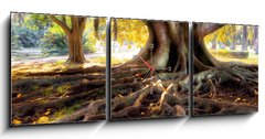 Obraz s hodinami   Centenarian tree with large trunk and big roots above the ground, 150 x 50 cm