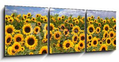 Obraz s hodinami 3D tdln - 150 x 50 cm F_BM10725175 - Sunflower Farmland With Blue Cloudy Sky - Slunenice zemdlsk pdy s modrou oblano nebe