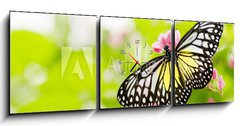 Obraz s hodinami 3D tdln - 150 x 50 cm F_BM11380504 - butterfly feeding on a flower