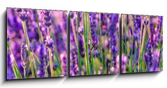 Obraz s hodinami 3D tdln - 150 x 50 cm F_BM117193002 - Blooming lavender in a field at Provence - Kvetouc levandule na poli v Provence