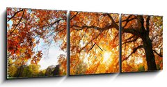 Obraz s hodinami 3D tdln - 150 x 50 cm F_BM119517756 - Schne Eiche auf Wiese bei untergehender Sonne im Herbst
