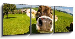 Obraz s hodinami   cow, funny fisheye nose close up, 150 x 50 cm