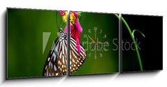 Obraz s hodinami 3D tdln - 150 x 50 cm F_BM1228306 - tropical rainforest butterfly - tropick detn prales motl