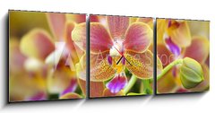 Obraz s hodinami   Pink Yellow Spotted Orchids Hong Kong Flower Market, 150 x 50 cm
