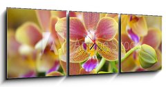 Obraz s hodinami 3D tdln - 150 x 50 cm F_BM12425708 - Pink Yellow Spotted Orchids Hong Kong Flower Market
