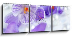 Obraz s hodinami   krokus eiszeit, 150 x 50 cm