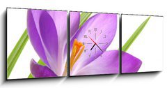 Obraz s hodinami   violet spring crocuses, 150 x 50 cm