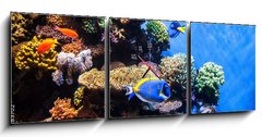 Obraz s hodinami 3D tdln - 150 x 50 cm F_BM131183702 - Tropical fishes on the coral reef