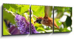 Obraz s hodinami 3D tdln - 150 x 50 cm F_BM13649103 - Rufous hummingbird