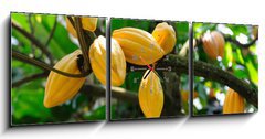 Obraz s hodinami 3D tdln - 150 x 50 cm F_BM13996500 - Cocoa pods - Kakaov struky