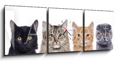 Obraz s hodinami   closeup portrait of a group of cats of different breeds sitting in a line isolated over white background, 150 x 50 cm