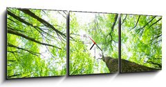 Obraz s hodinami 3D tdln - 150 x 50 cm F_BM14160017 - forest